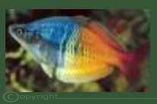 Boesemani Regenbogenfisch