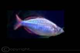 Neon Regenbogenfisch
